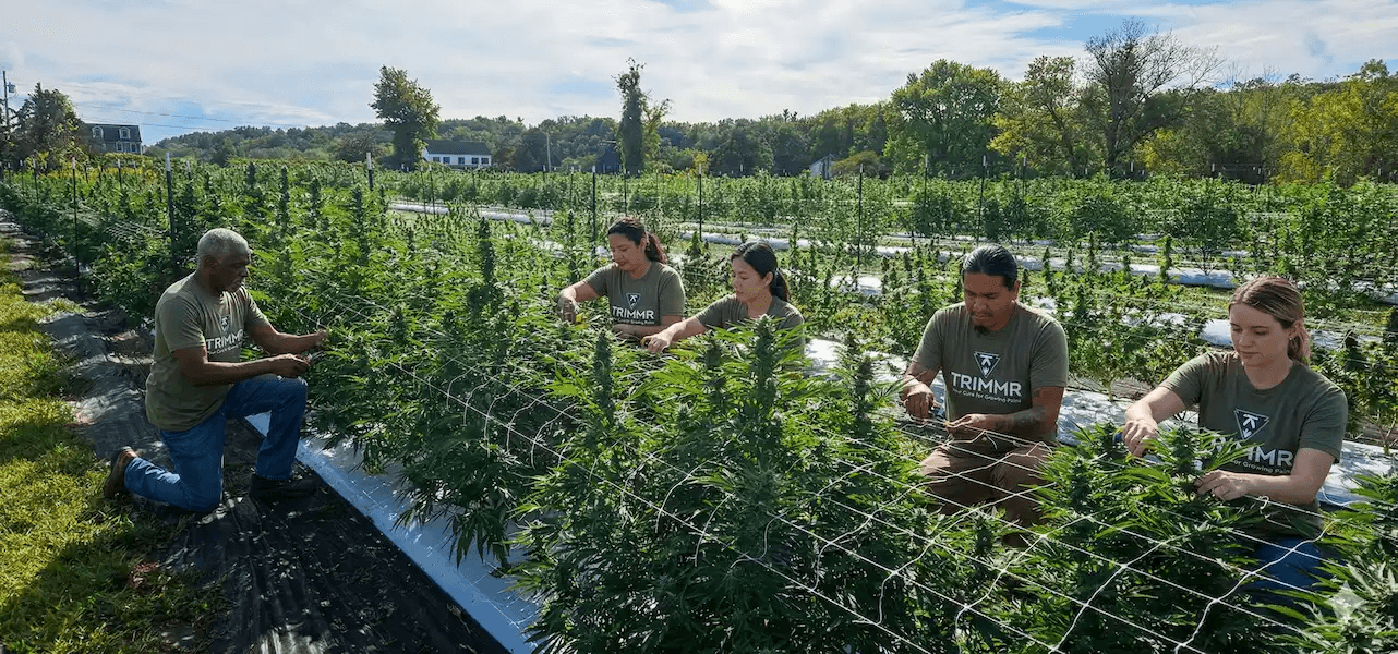 Cannabis greenhouse cultivation facility