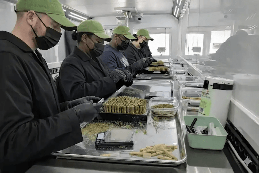 Cannabis packaging and processing workers