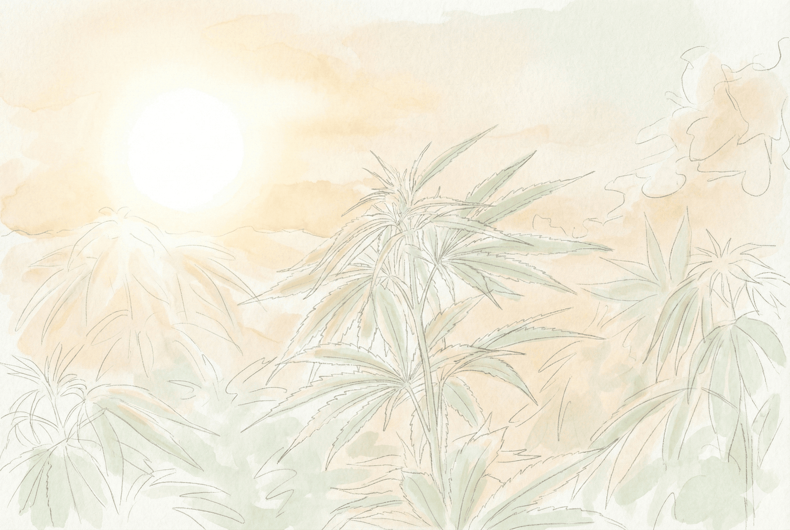 Cannabis staffing professionals supporting NY compliant operations